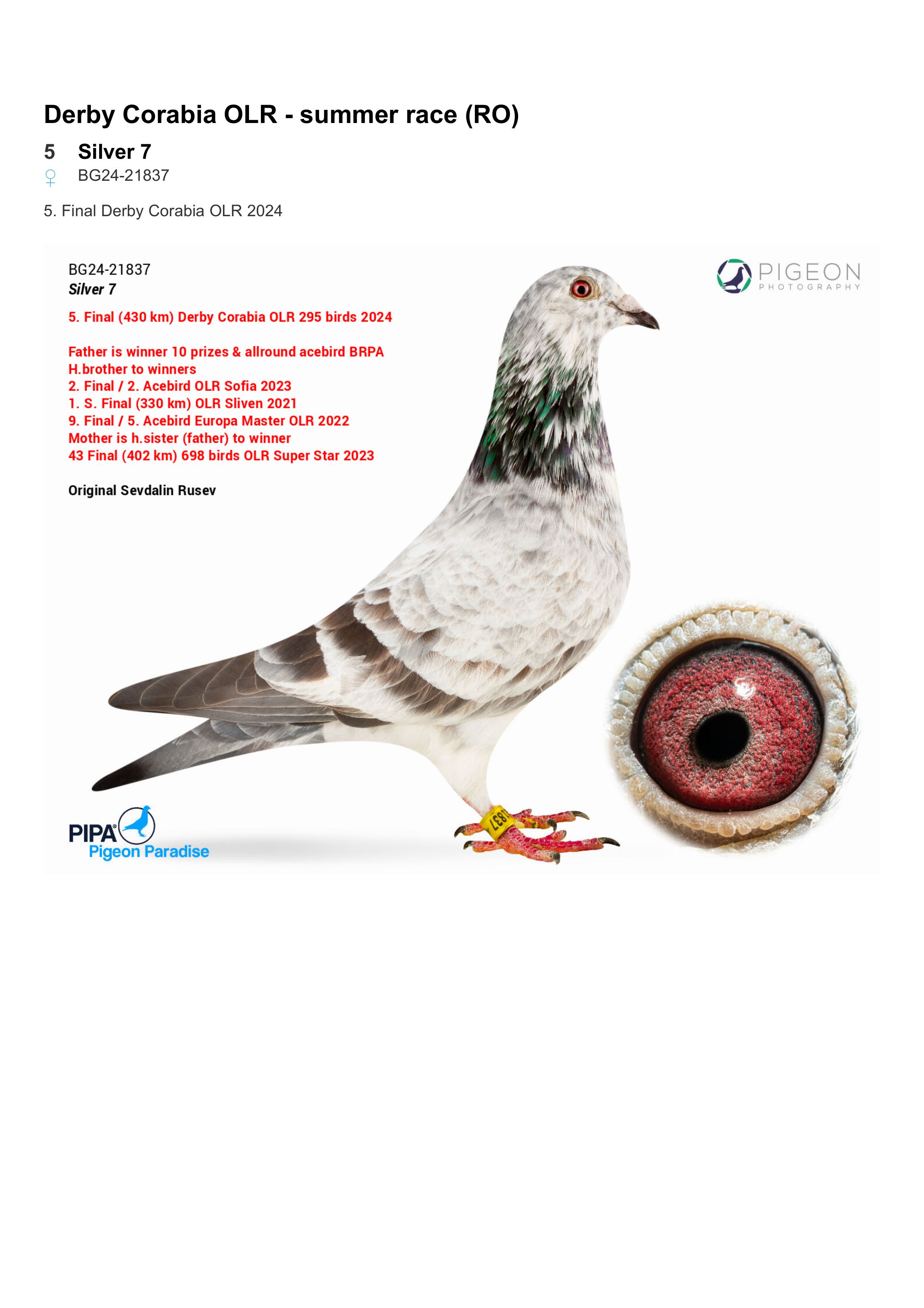 70	place Super Derby (550 km) 	 Team Sevdalin Rusev	 BG-25-50451	