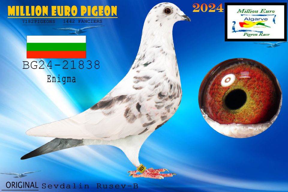 70	place Super Derby (550 km) 	 Team Sevdalin Rusev	 BG-25-50451	