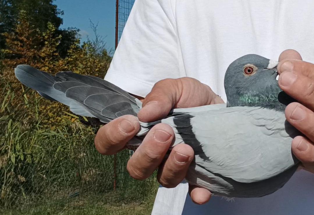 71	Final Race (412 km) + 9 Ace 	 Piroli Loft Team A	 AL-64224-2025	