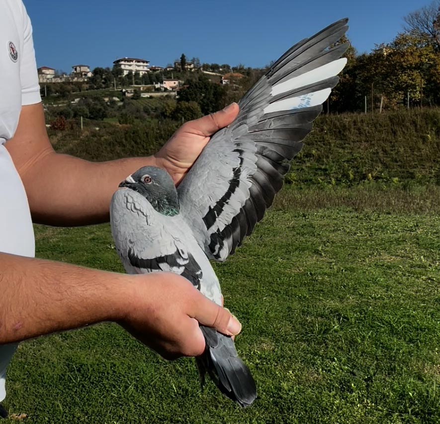 71	place Super Derby (506 km) 	 Adem & Amarildo Team A	 AL-63811-2025 	