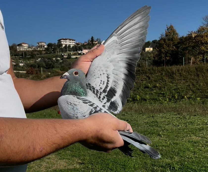 72	place Super Derby (506 km) 	 Ervis Hima	 AL-64428-2025 	