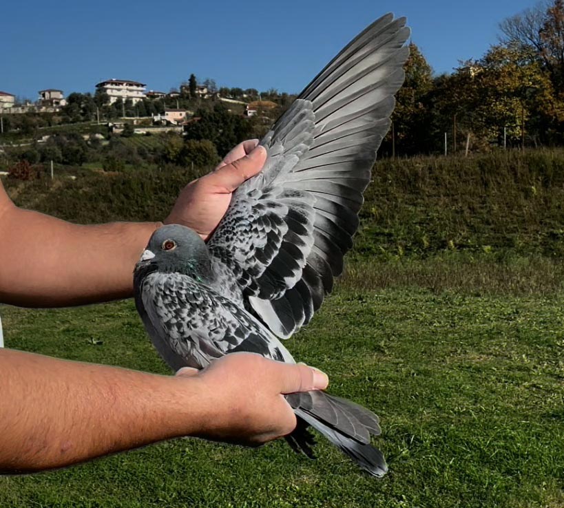 73	place Super Derby (506 km) 	 Bani & Marjus	 AL-67478-2025 	