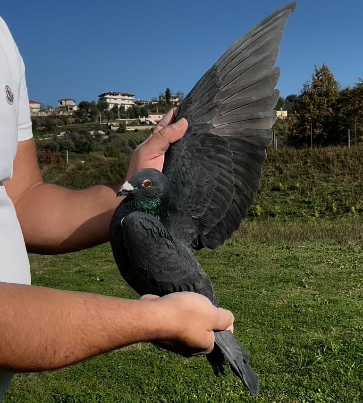 74	place Super Derby (506 km) 	 Leonard Hoxha	 IT-102023-2025 	