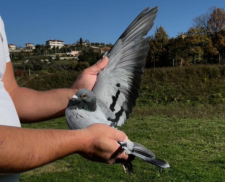 76	place Super Derby (506 km) 	 Luca Pigeons	 RO-0641171-2025 	