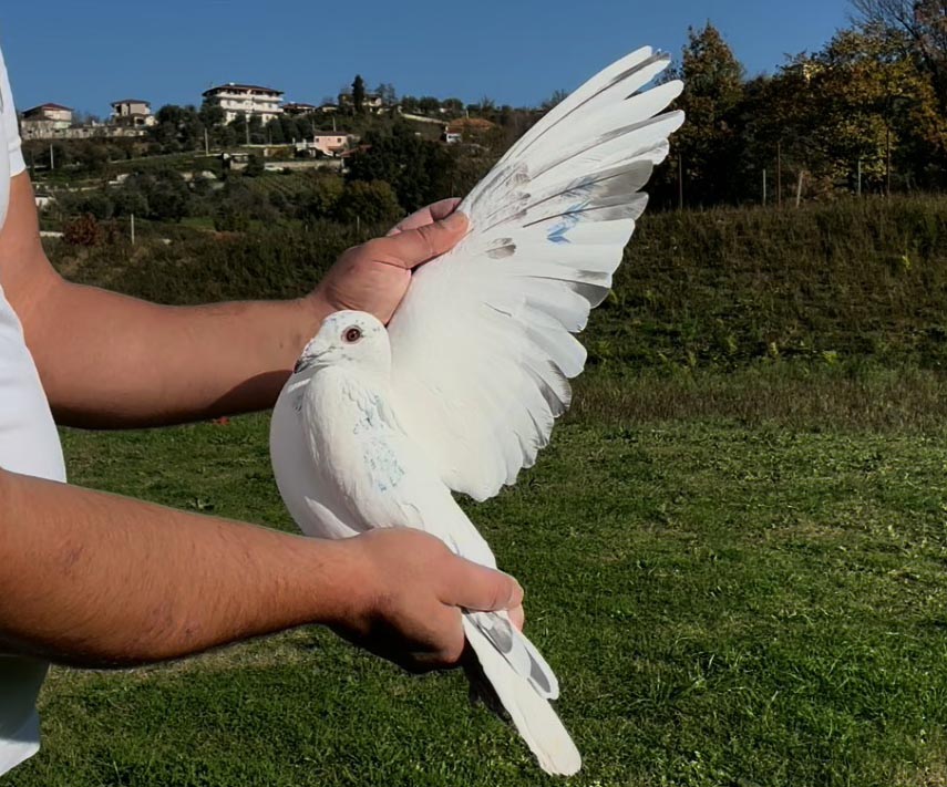 78	place Super Derby (506 km) 	 Asmir Shala Team B	 RKS-08950-2025 	