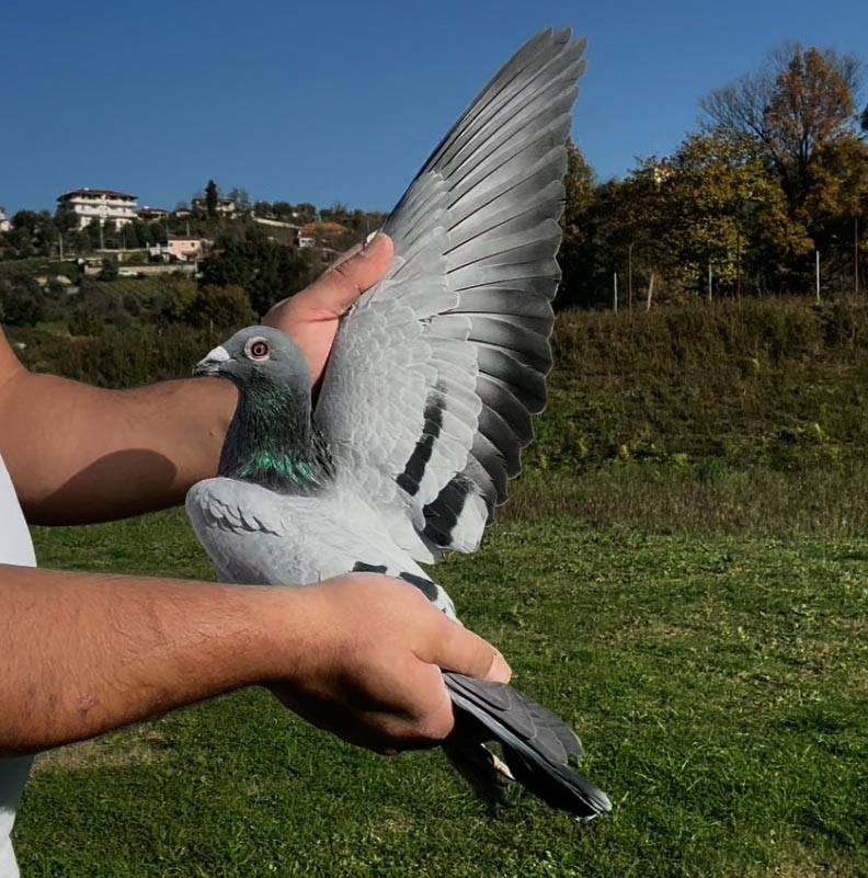 79	place Super Derby (506 km) 	 Luan Dingu Team B	 AL-62224-2025 	