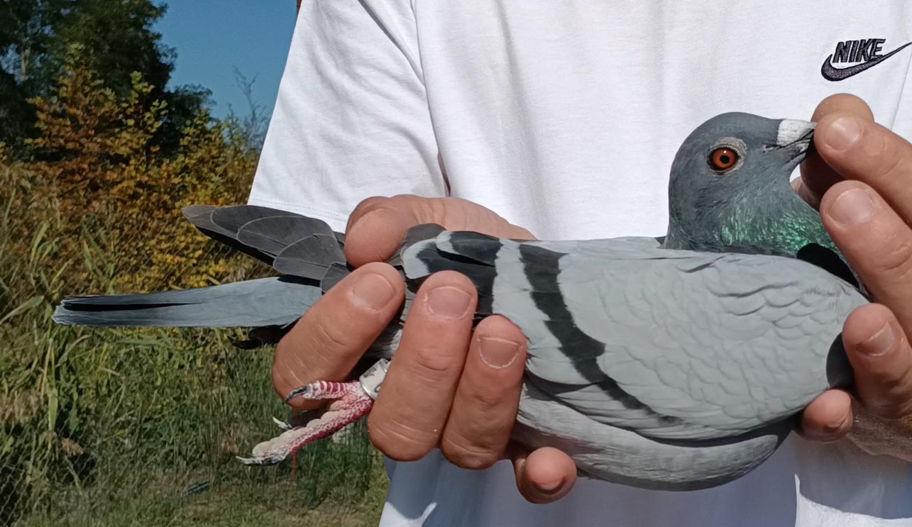 8	Final Race (412 km) 	 Flatrat E Veriut Team A	 AL-262159-2025	