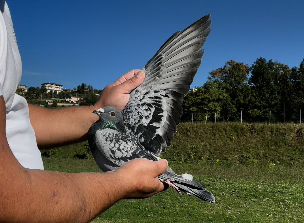 8	place Super Derby (506 km) 	 Liri & Sula	 AL-261546-2025	