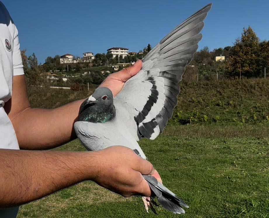 80	place Super Derby (506 km) 	 Derby Halkidiki	 GR-0233098-2025 	