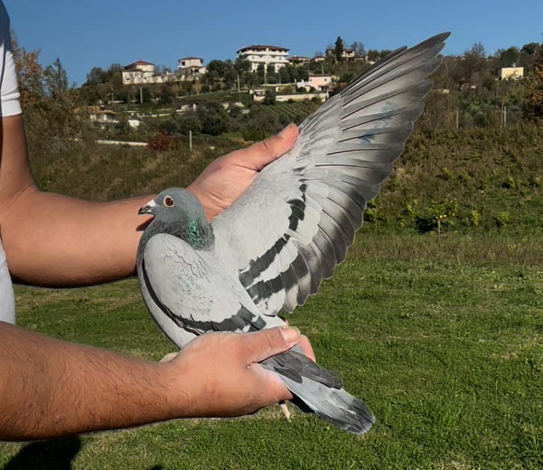 81	place Super Derby (506 km) 	 KOSOVA FATLUM ABAZI	 RKS-0004438-2025 	