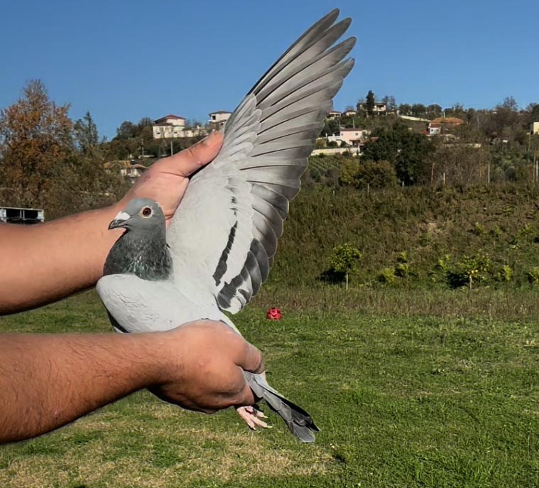 82	place Super Derby (506 km) 	 Marjus & Bani	 AL-67493-2025 	