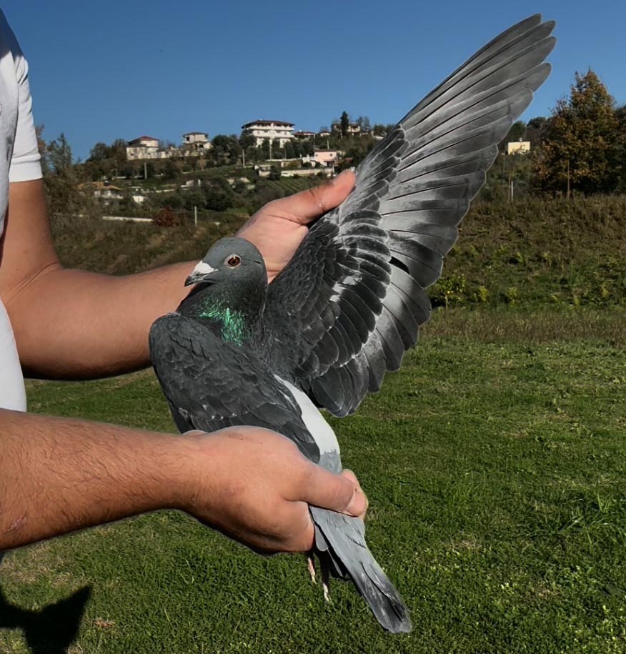 83	place Super Derby (506 km) 	 Zamir Gega	 AL-255765-2025 	