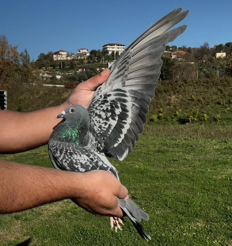 84	place Super Derby (506 km) 	 Nardi	 AL-66314-2025 	