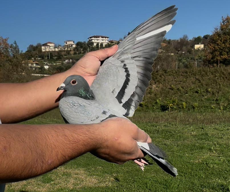 85	place Super Derby (506 km) 	 Wiesnet & Kurz Team B - TTJ	 DV-05425-1181-2025 	