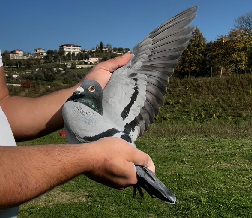 86	place Super Derby (506 km) 	 Adem & Amarildo Team B	 AL-63825-2025 	