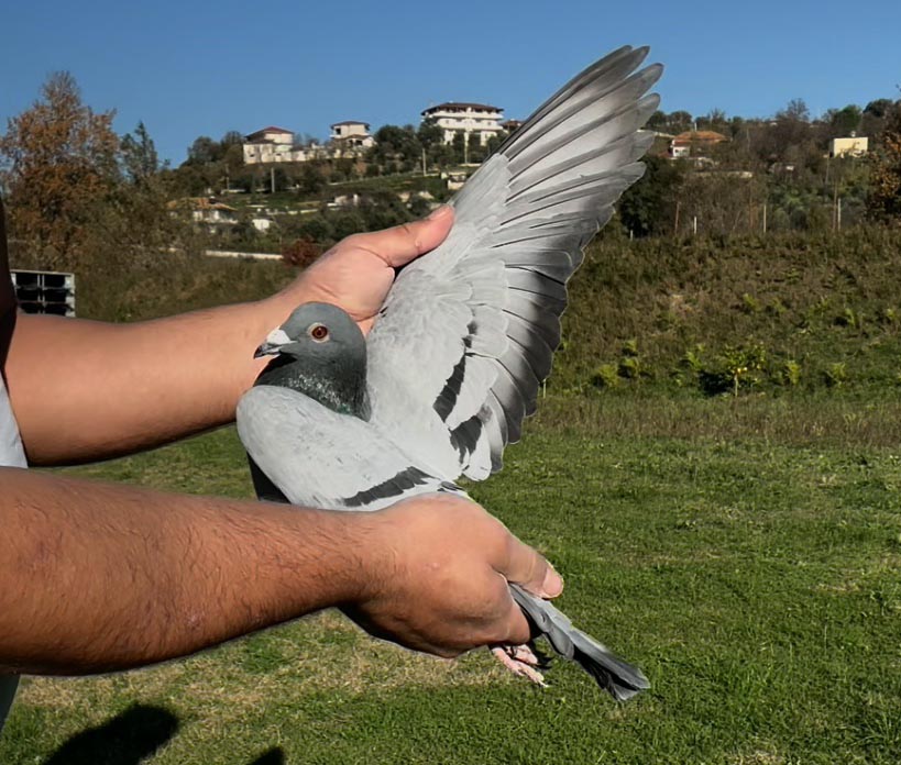 87	place Super Derby (506 km) 	 Adem & Amarildo Team B	 AL-63823-2025 	