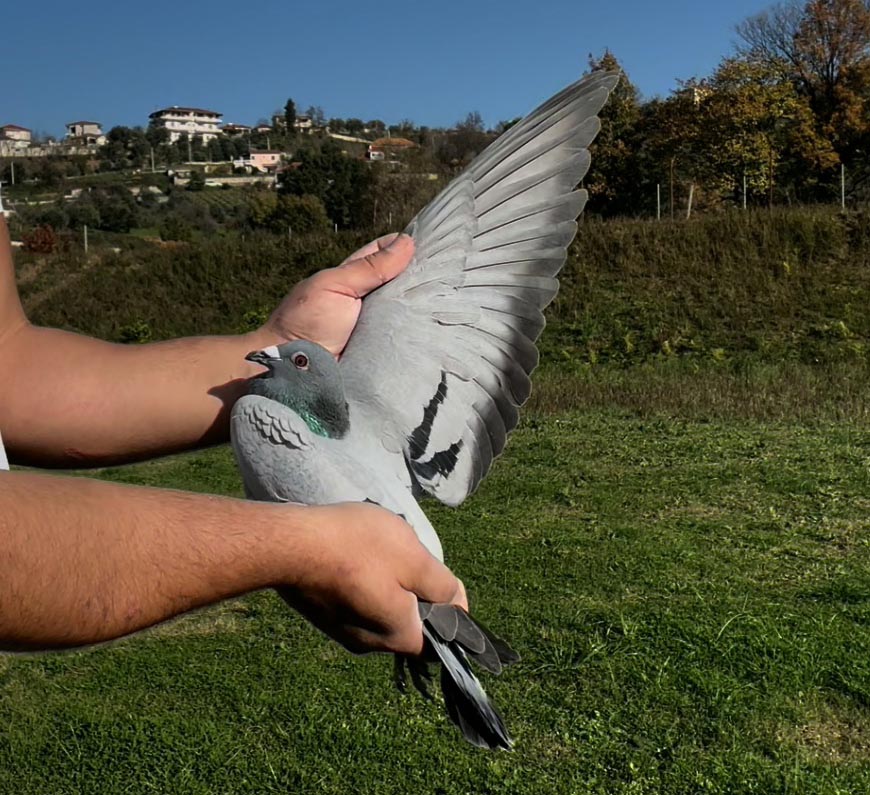 88	place Super Derby (506 km) 	 Goetz Guenter	 DV-05136-3124-2025	