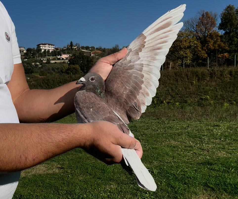 89	place Super Derby (506 km) 	 Elidon & Arbino Vlor	 AL-251175-2025 	