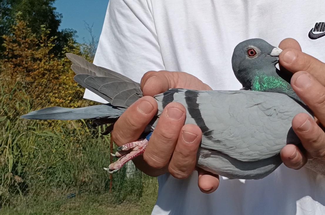 9	Final Race (412 km) 	 Nehat Imeri	 RKS-03121-2025	