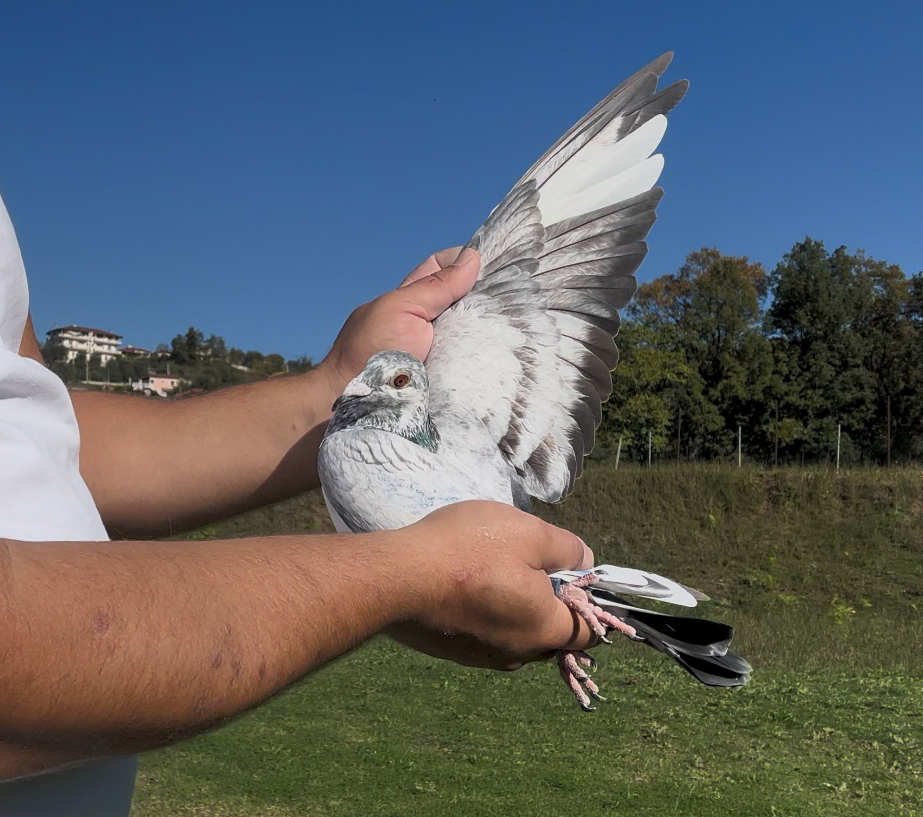 9	place Super Derby (506 km) 	 Isa Taka Delvin	 AL-258030-2025	