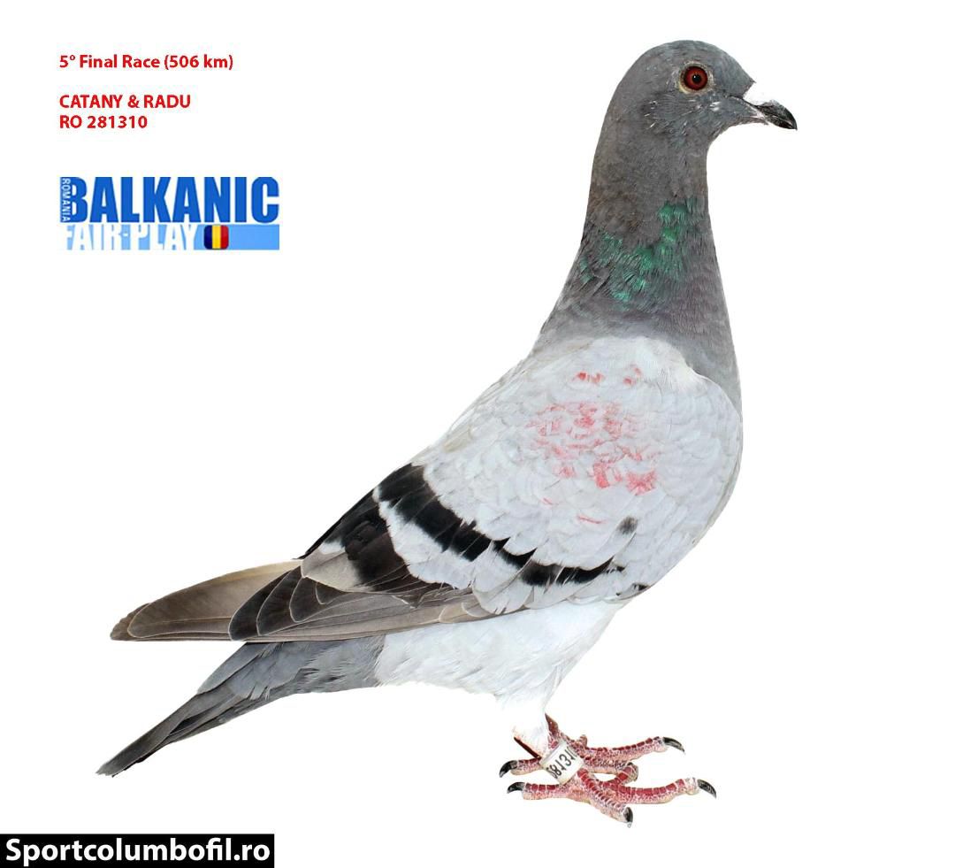 90	Final Race (506 km) 	 CATANY & RADU	 RO 281309	