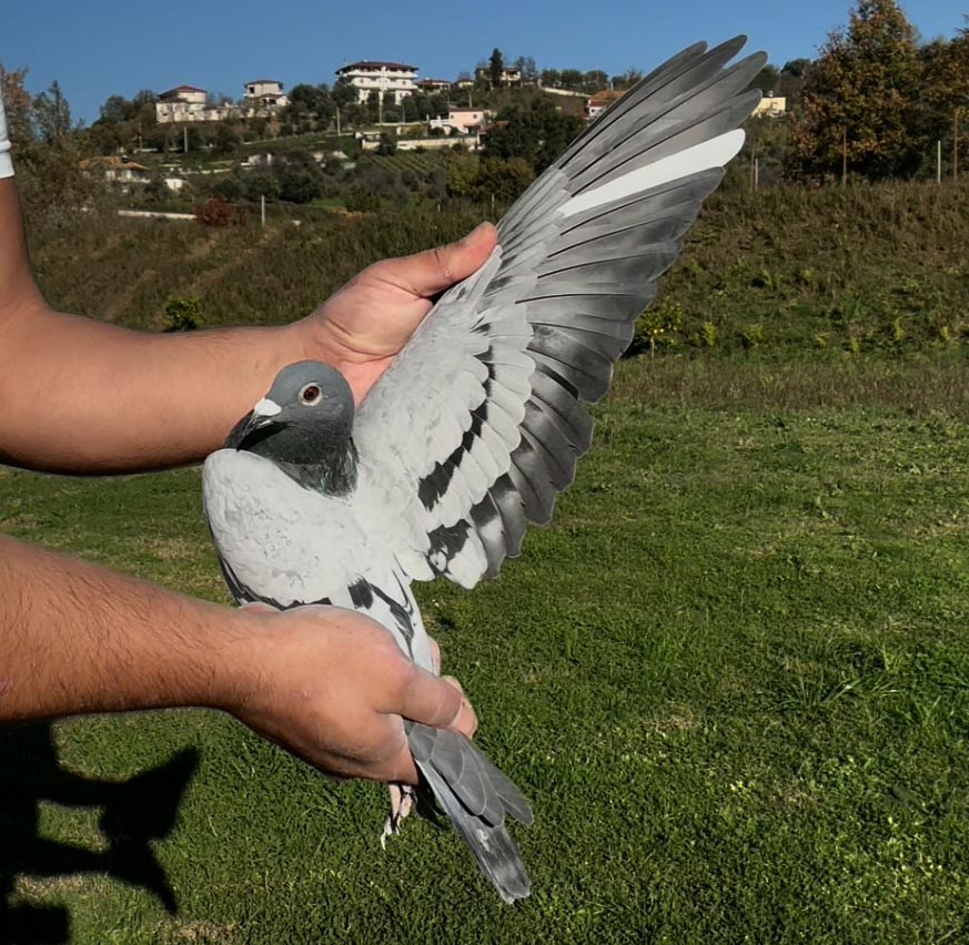 91	place Super Derby (506 km) 	 Salvador Sylaj Team B	 AL-61334-2025	