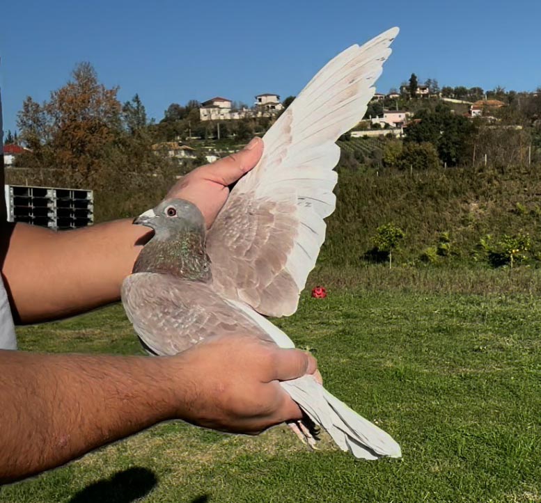 92	place Super Derby (506 km) 	 Llambro Dako Team A	 AL-251215-2025 	