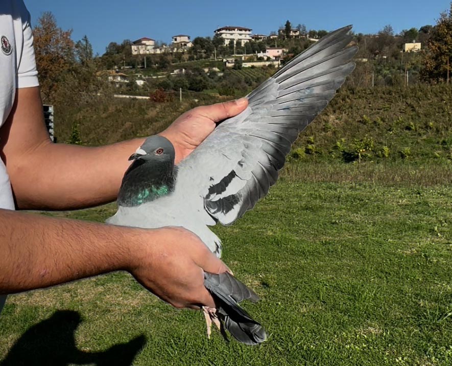 93	place Super Derby (506 km) 	 Svilen Penkov	 BG-008814-2025	