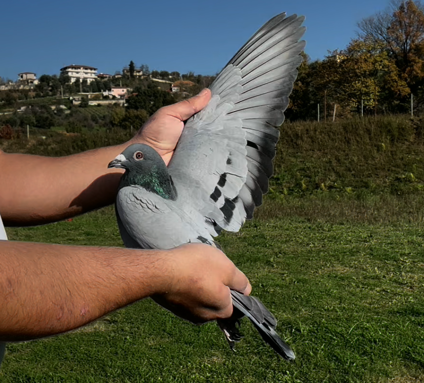 94	place Super Derby (506 km) 	 Genti Xheraj	 AL-68610-2025	