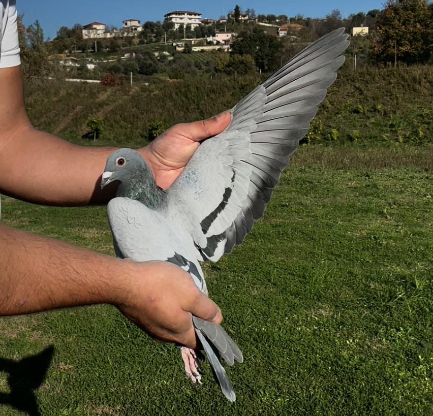 95	place Super Derby (506 km) 	 Bledi & Amarildo	 AL-63625-2025 	