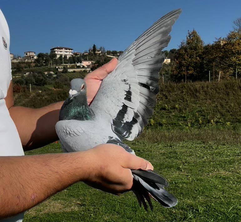 97	place Super Derby (506 km) 	 Edmond Rushiti	 AL-61632-2025 	