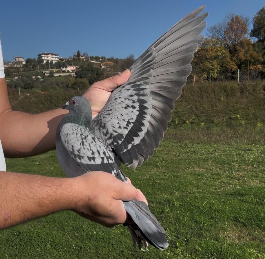 99	place Super Derby (506 km) 	 Joekel Skylights - OJ3	 DV-07001-5429-2025	