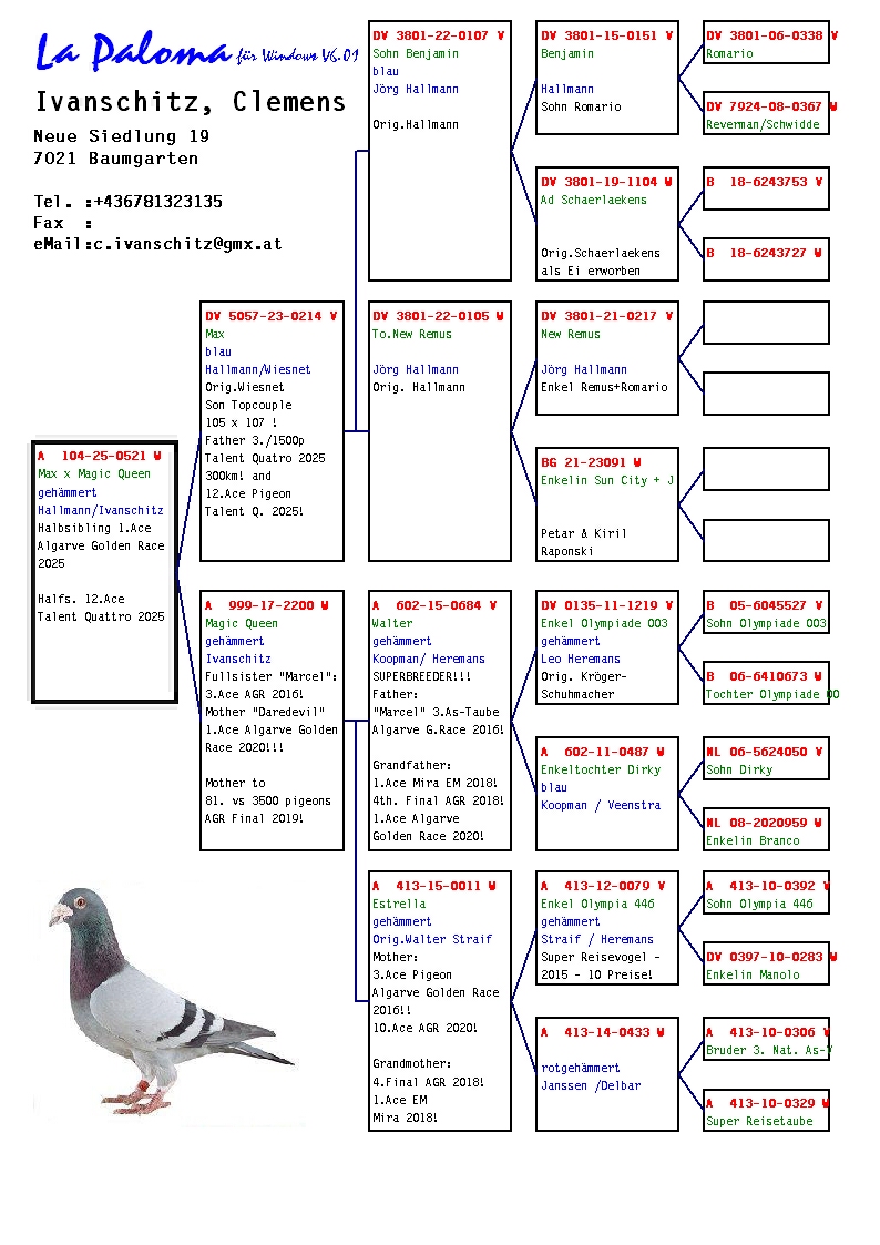 A 104 25 521 F - Half sister (same mother) 1 Ace pigeon Algarve Golden Race