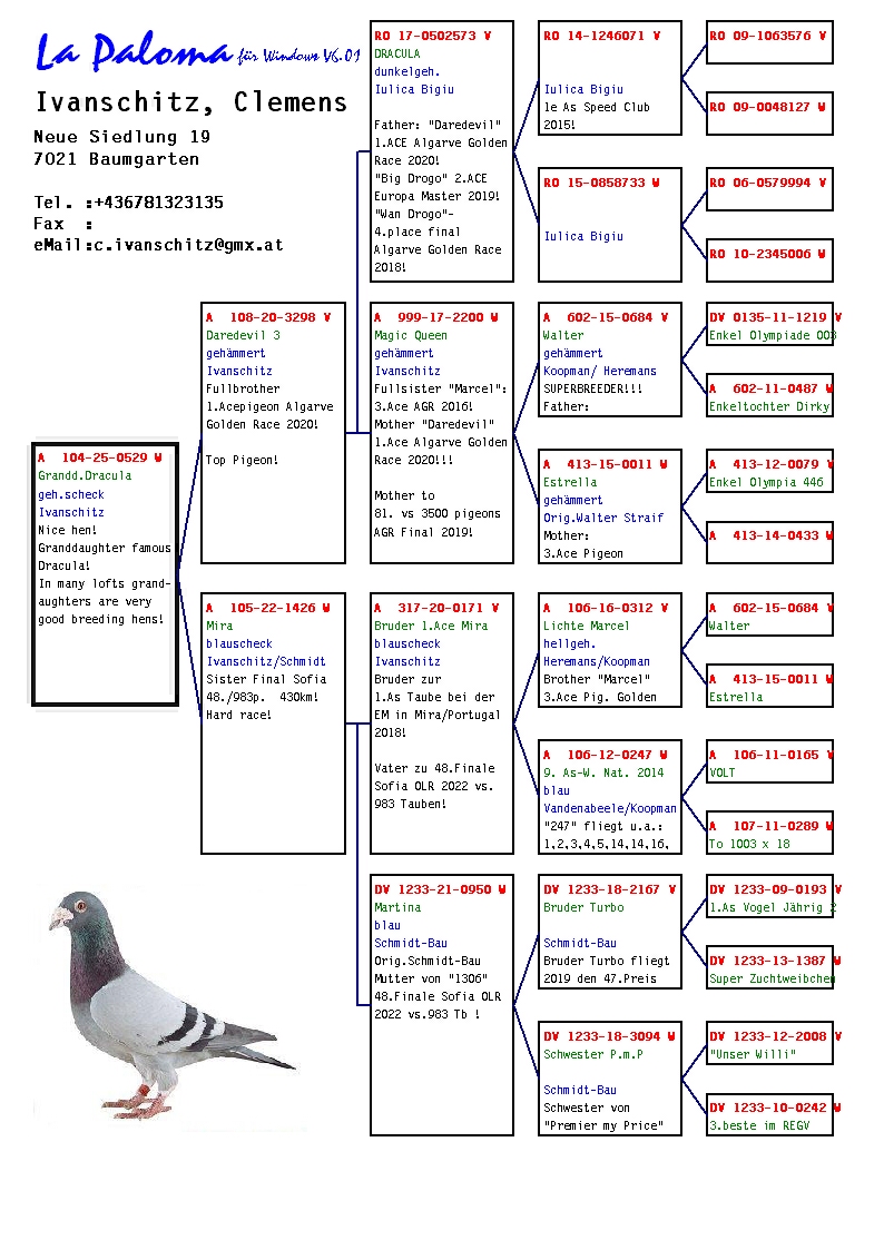 A 104 25 529 F - Granddaugter DRACULA = Father 1 Ace pigeon Algarve Golden Race