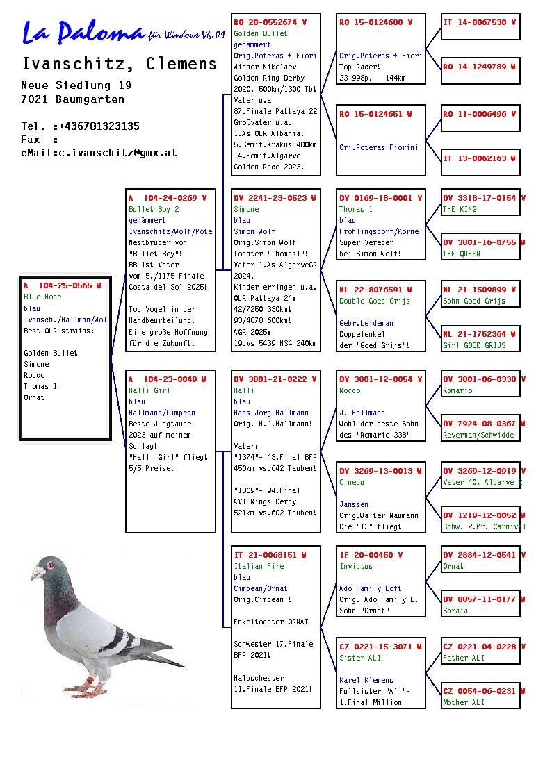A 104 25 565 F - Granddaughter GOLDEN BULLET 1 Golden Ring