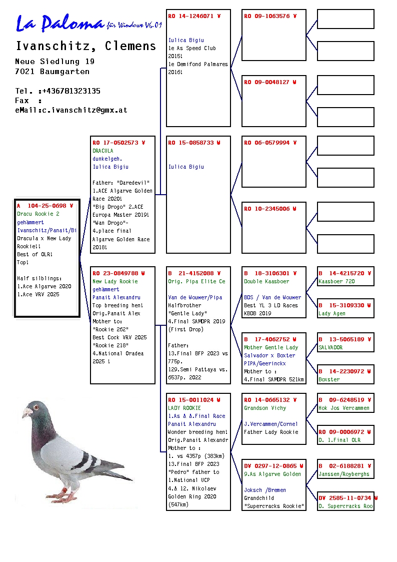 A 104 25 698 M - Daughter DRACULA; H sis 1 Ace pigeon Algarve Golden Race, 1 Ace VRV
