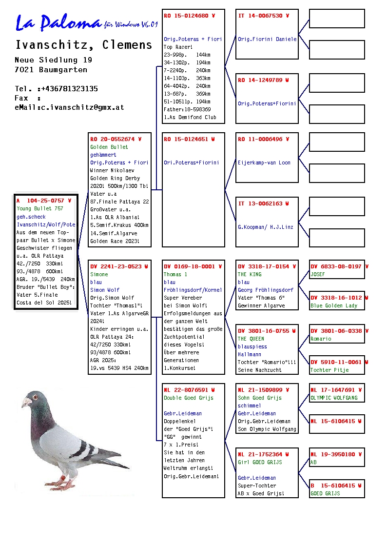 A 104 25 757 M - GOLDEN BULLET (1 Golden Ring) x SIMONE (Daughter THOMAS 1)