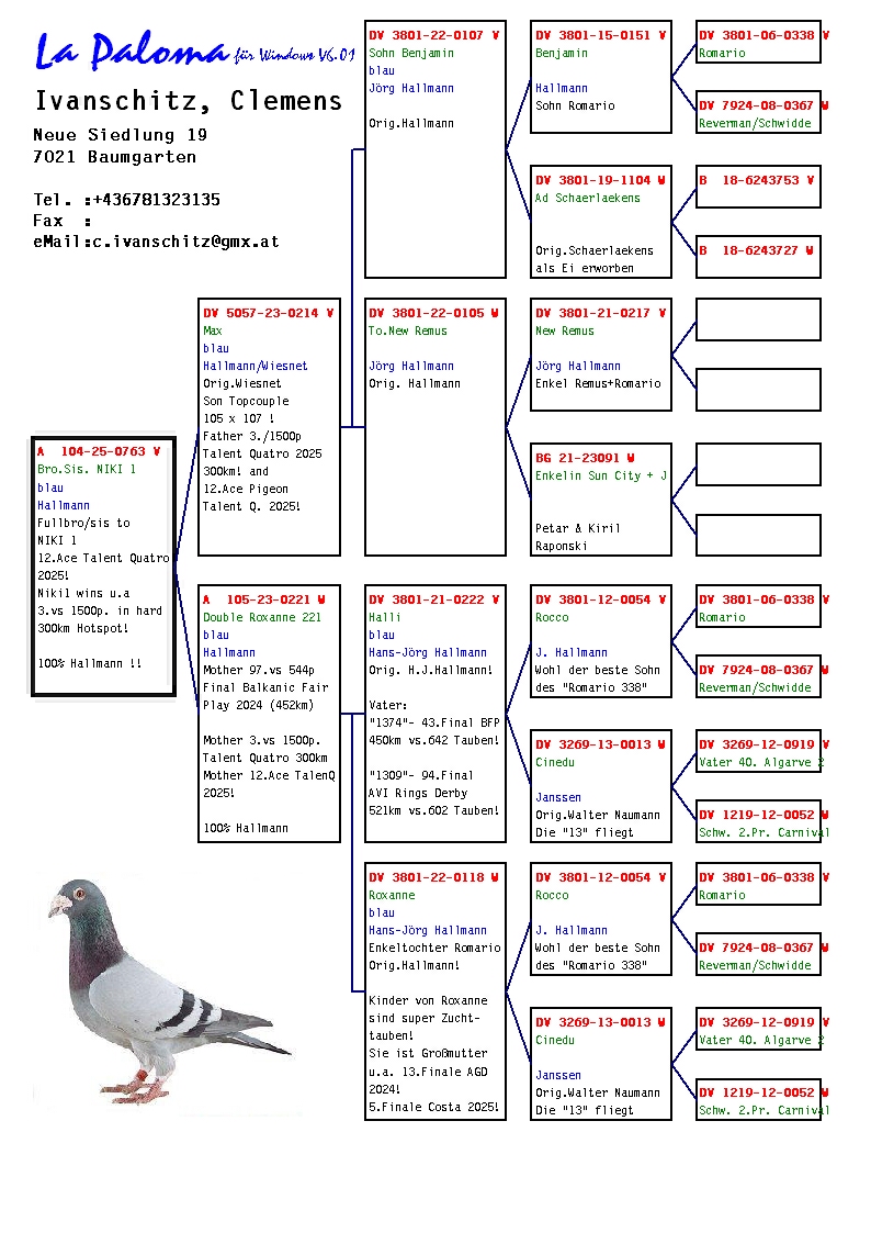 A 104 25 763 F - Sister 12 Ace pigeon Talent Quatro; Inbred ROMARIO
