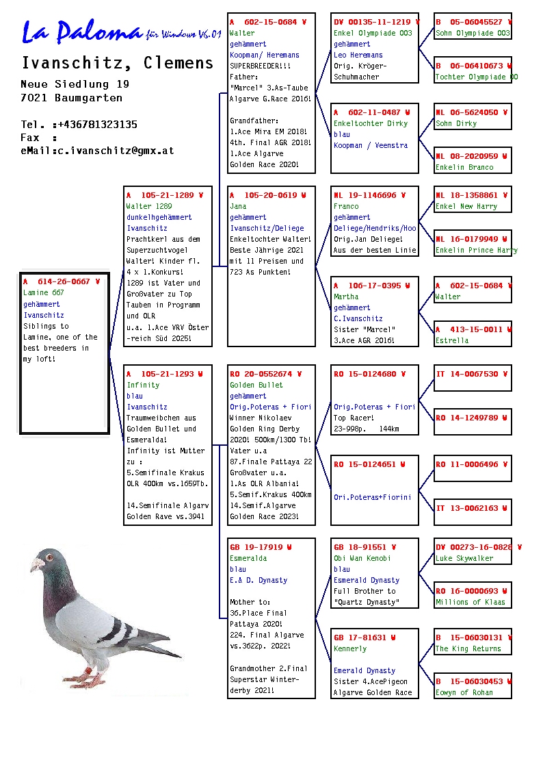 A 614 26 667 - Sibling to Lamine, one of the pigeon of the loft