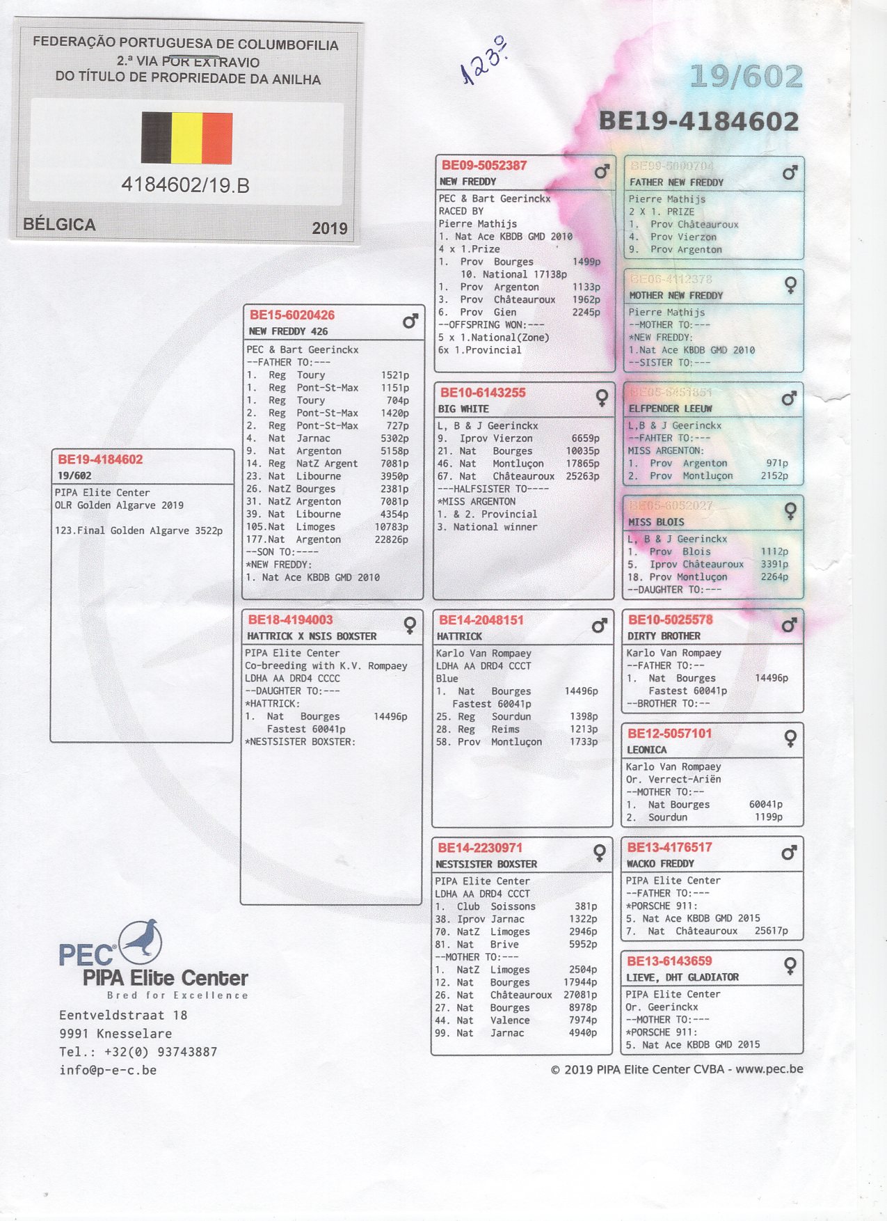 BELG 19 4184602 - PIPA ELITE CENTER - 123 FINAL AGR; GDAUGHTER "NEW FREDDY"
