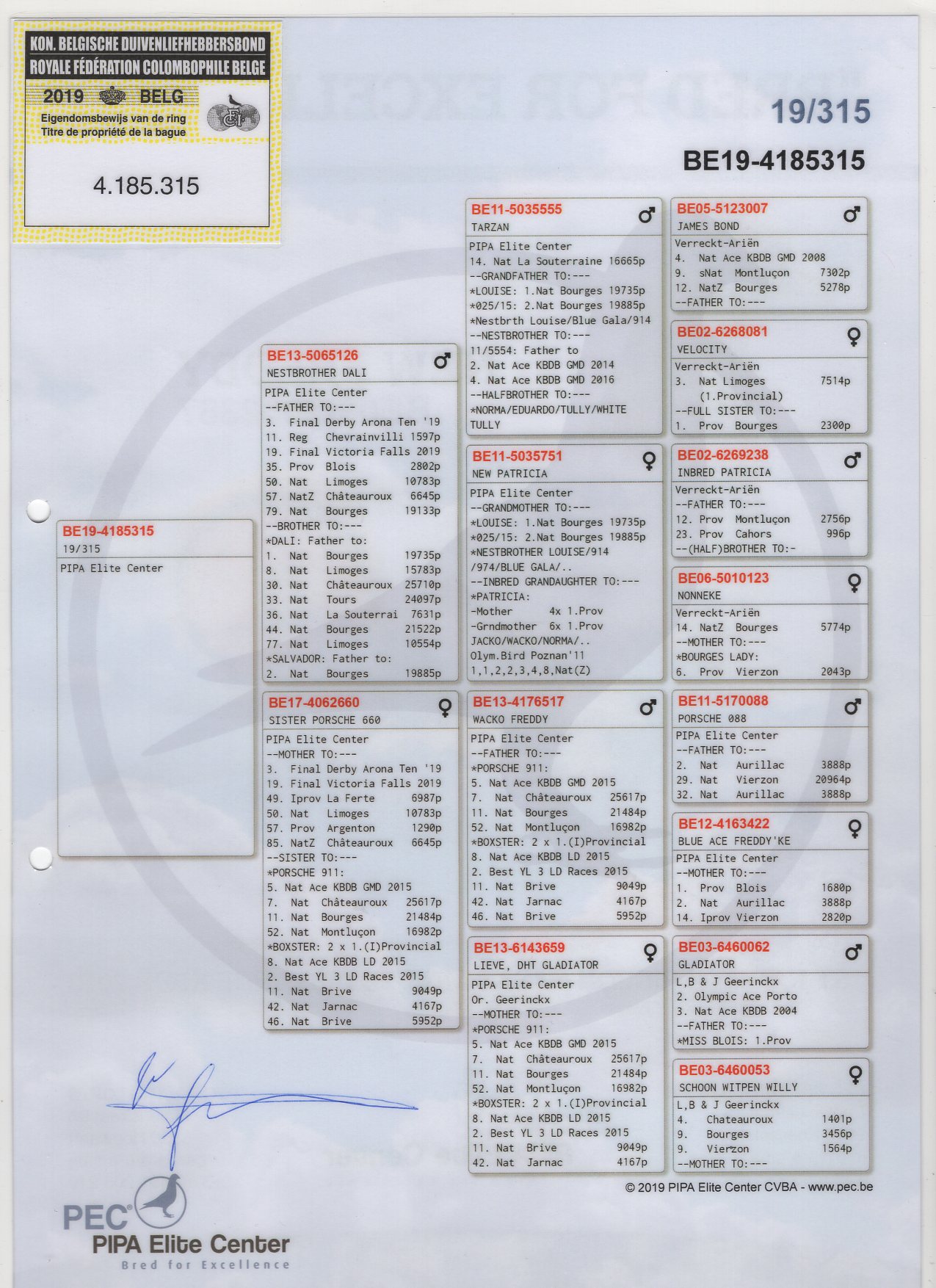 BELG 19 4185315 - PIPA ELITE CENTER - GRANDDAUGHTER "WACKO FREDDY"