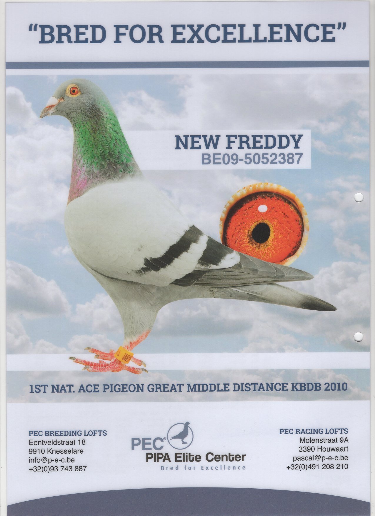 BELG 19 4185315 - PIPA ELITE CENTER - GRANDDAUGHTER "WACKO FREDDY"