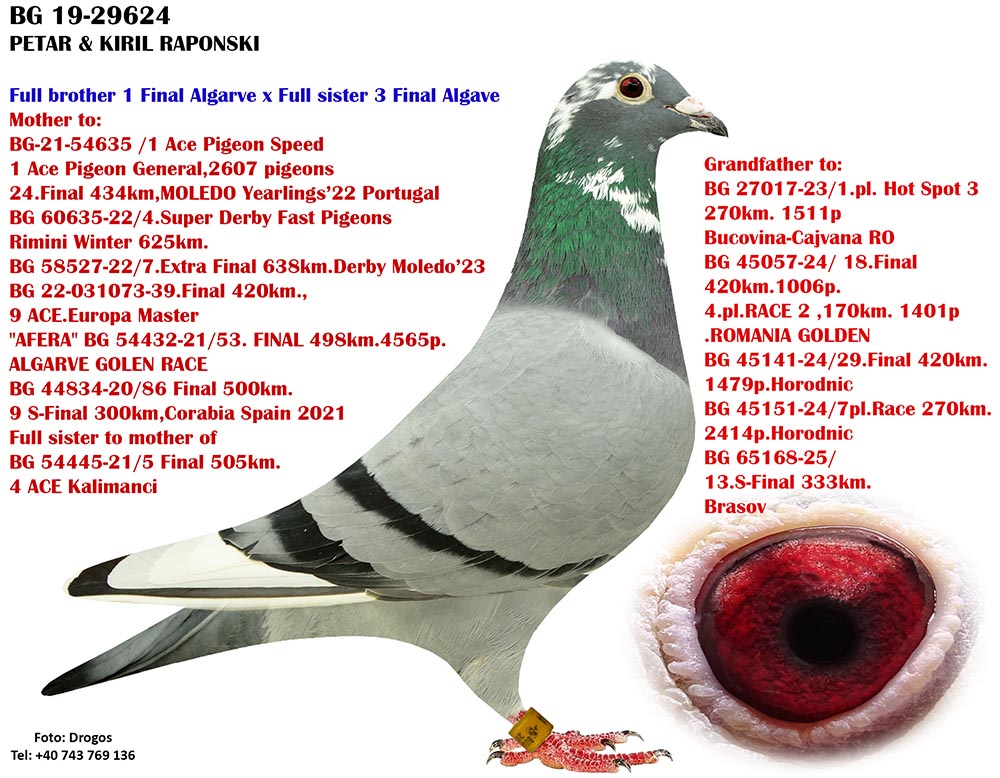 BG 21 54635 F - 1 ACE PIGEON MOLEDO (2607 PIGEONS)