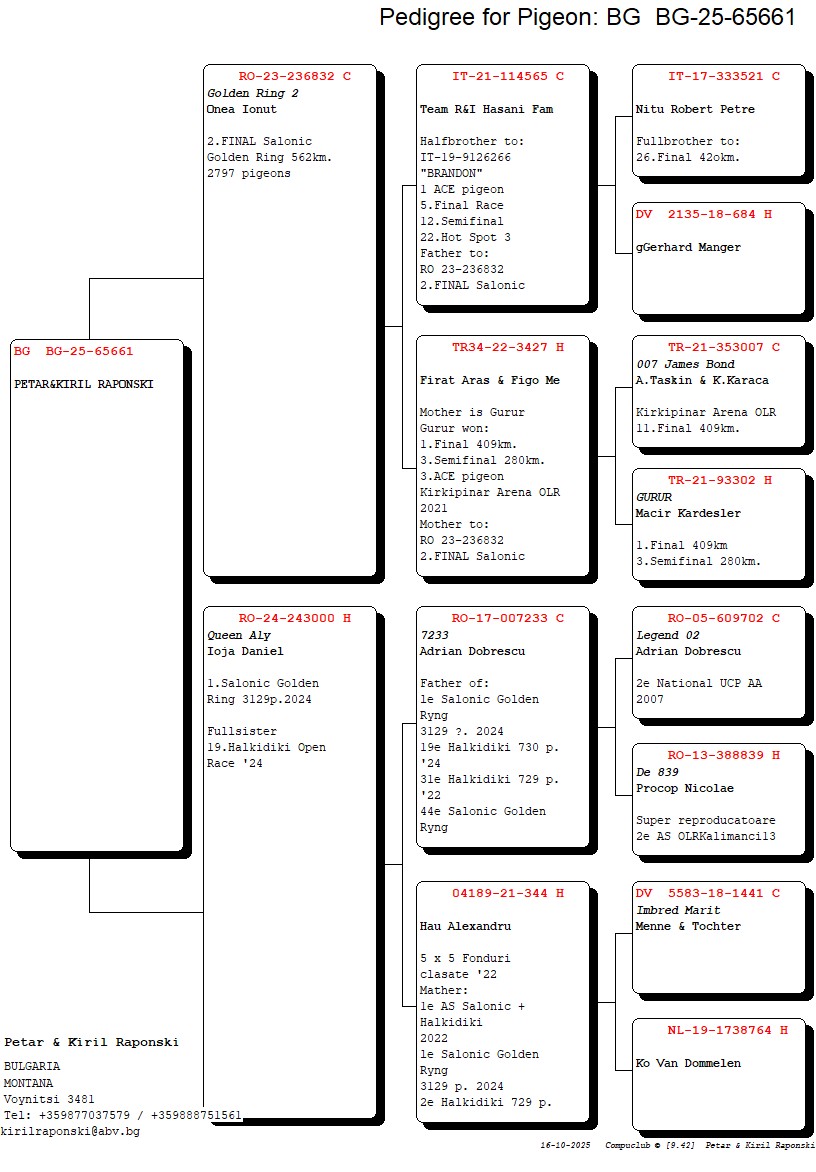 BG 25 65661 F - 2 SALONIC GOLDEN RING x 1 SALONIC GOLDEN RING