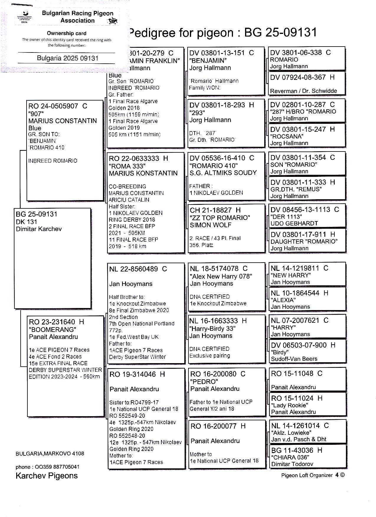 BG 25 9131 M - Son 1 Ace (7 races) Superstar Spain OLR