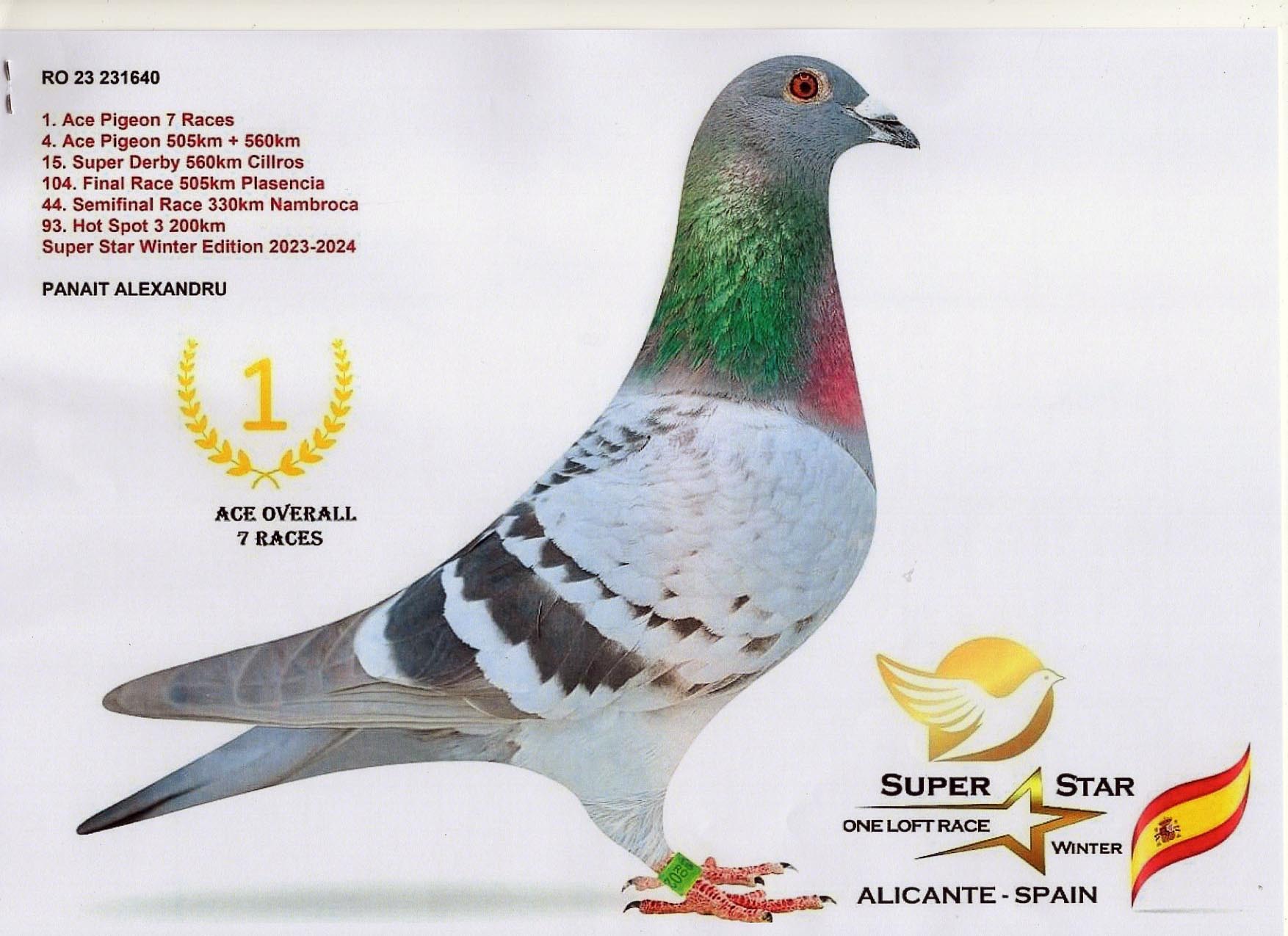 BG 25 9132 M - Son 1 Ace (7 races) Superstar Spain OLR