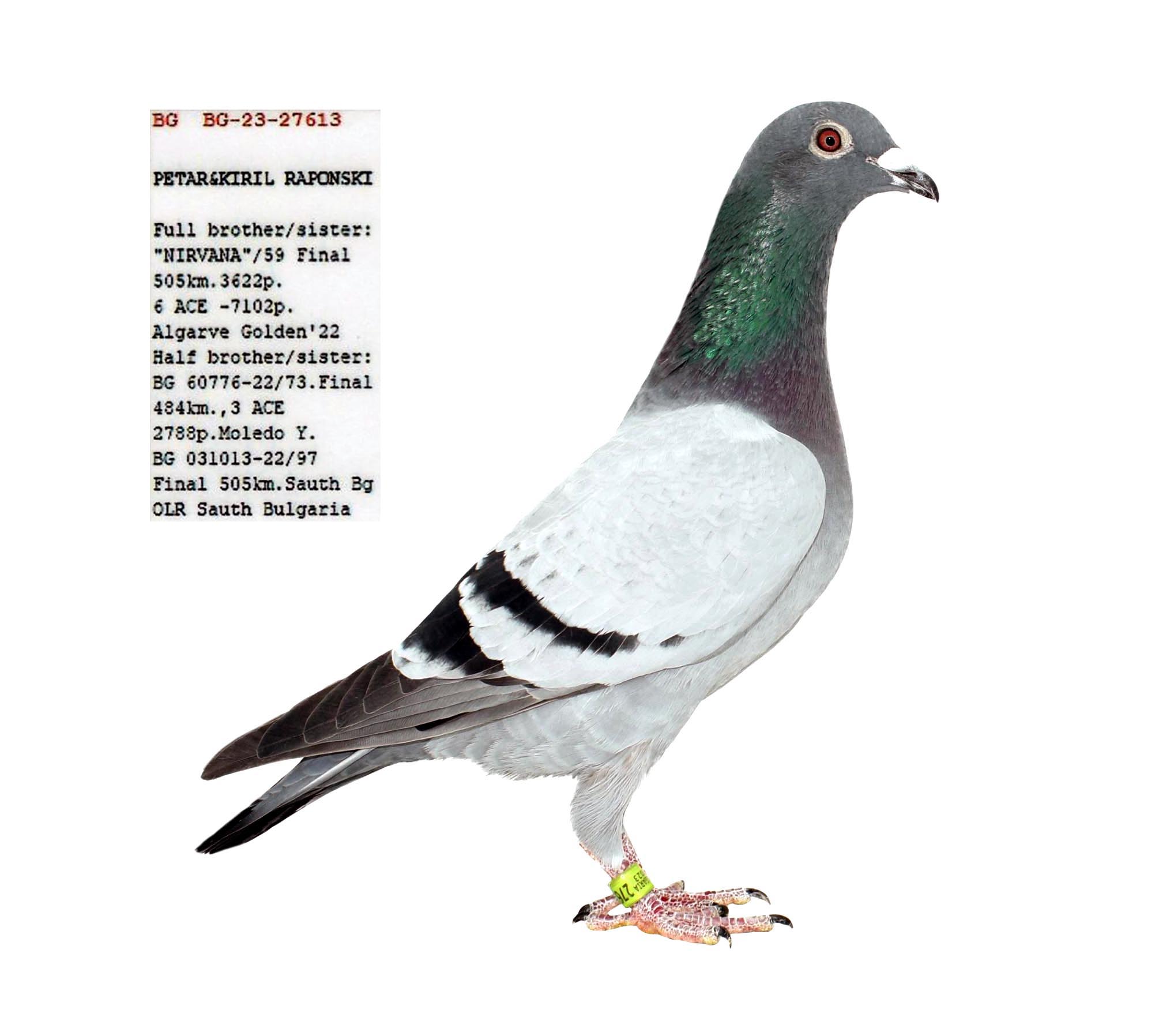 BG 27613-23 M - Brother Doc Holiday (1 Final AGR) x Bullez (24 Final AGR)