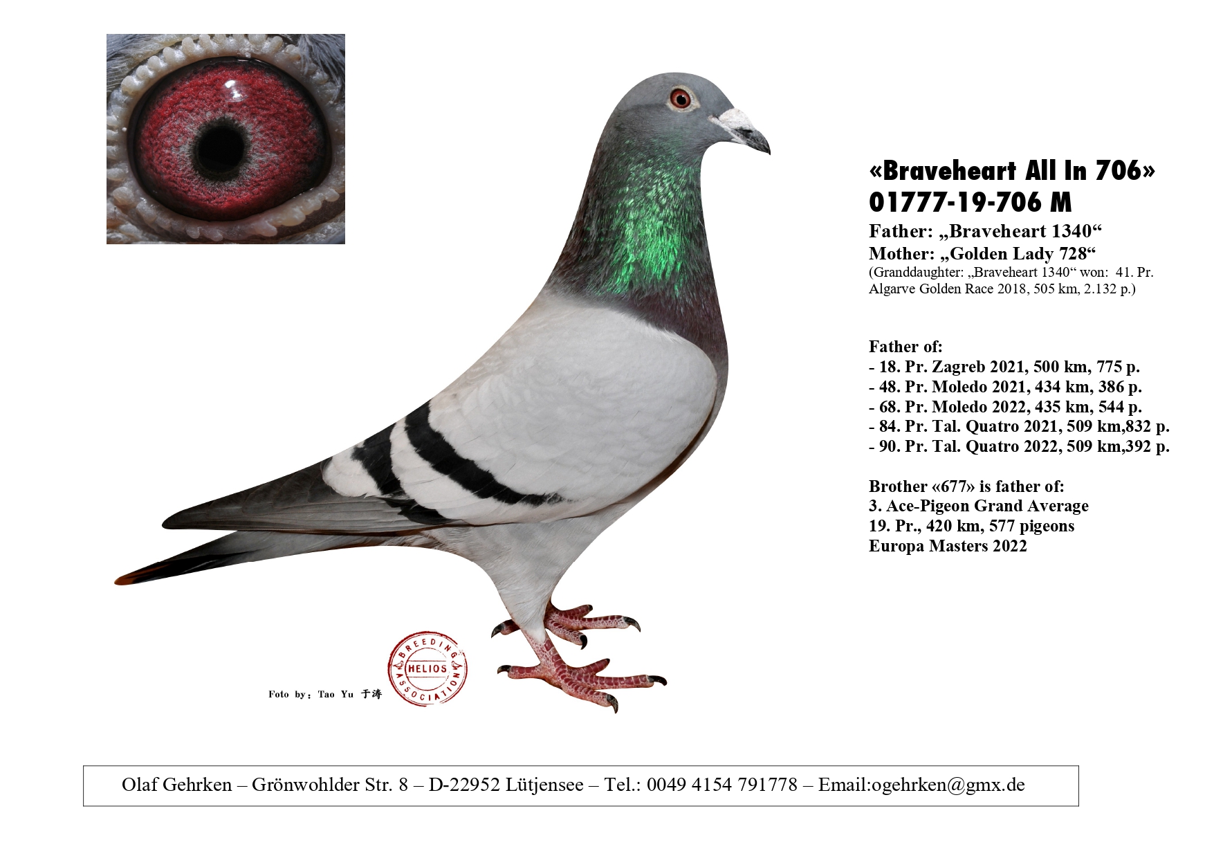 DV 1777-23-511 F - Son Braveheart 1340 x gdaughter Liberaal (Dirk vd Bulck)