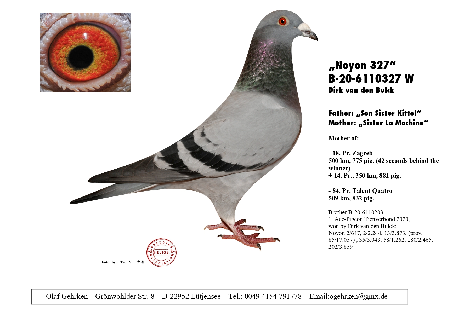 DV 1777-23-511 F - Son Braveheart 1340 x gdaughter Liberaal (Dirk vd Bulck)