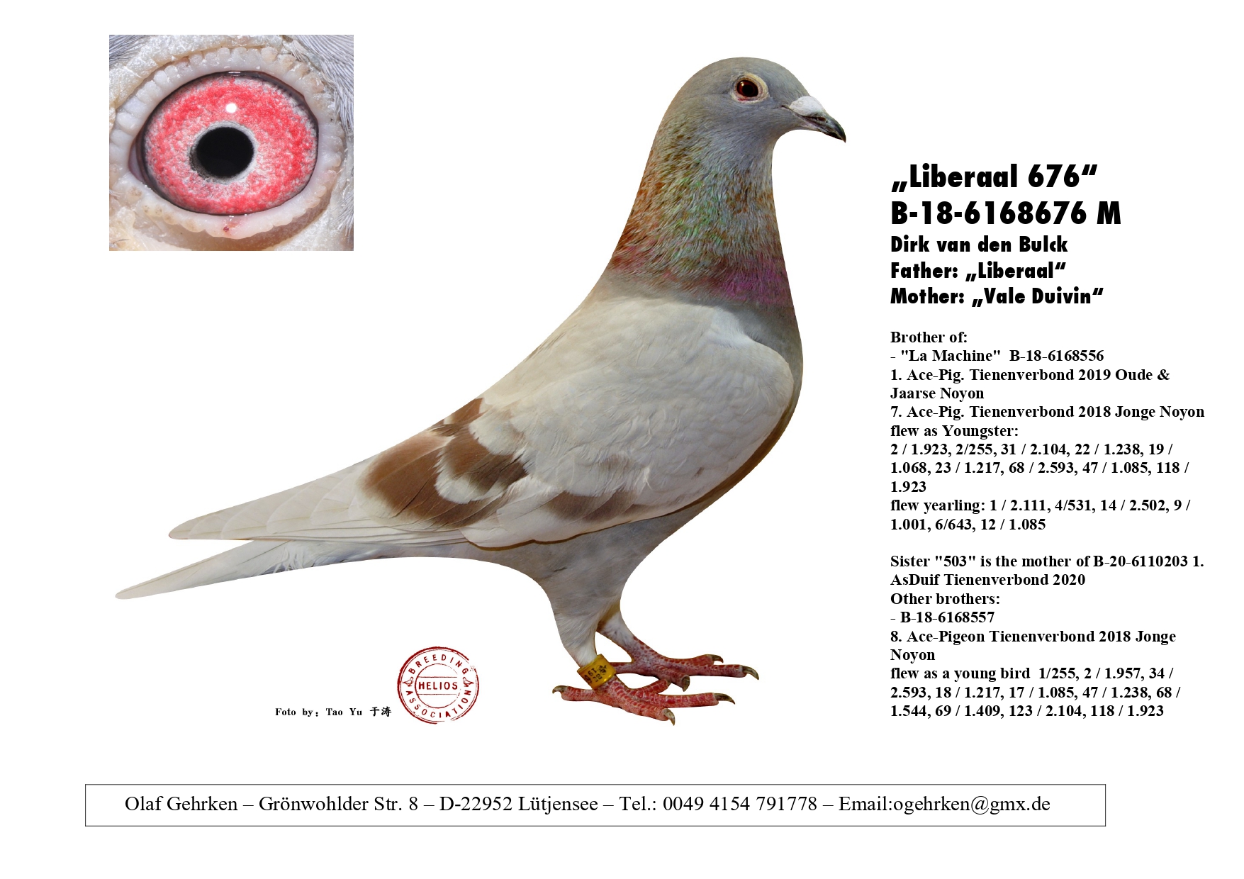 DV 1777-23-535 M - Son Liberaal (Dirk vd Bulck) x sister Olympic Rosita